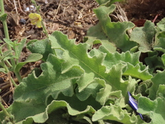 Verbascum sinuatum