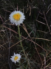 Polycalymma stuartii