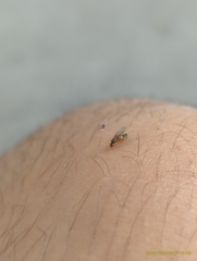 Brachymyrmex obscurior