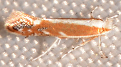Cameraria quercivorella