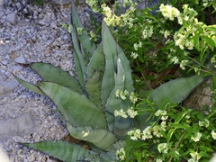 Agave asperrima