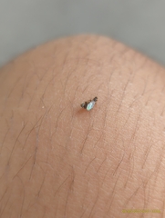 Brachymyrmex obscurior