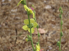 Verbascum sinuatum