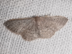 Idaea