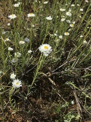 Polycalymma stuartii