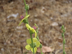 Verbascum sinuatum