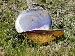 Utterbackiana suborbiculata