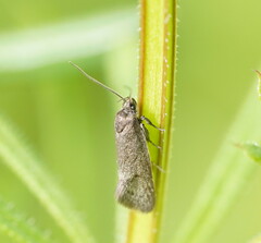 Leistomorpha brontoscopa
