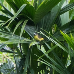 Ramphocelus flammigerus