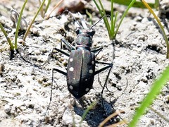 Cicindela ocellata