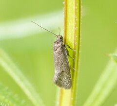 Leistomorpha brontoscopa