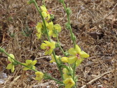Verbascum sinuatum