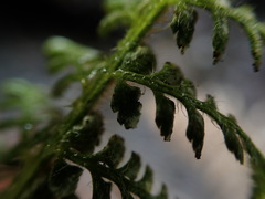 Polystichum haleakalense