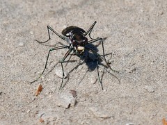 Cicindela ocellata