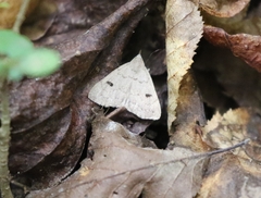 Chytolita morbidalis