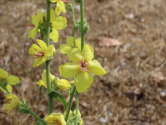 Verbascum sinuatum