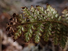 Polystichum haleakalense