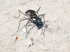 Cicindela ocellata