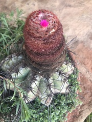 Melocactus