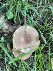 Cyclocybe erebia