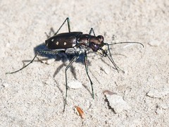 Cicindela ocellata
