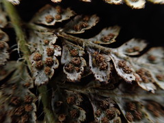 Polystichum haleakalense