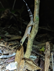 Carphodactylus laevis