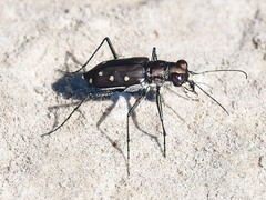 Cicindela ocellata