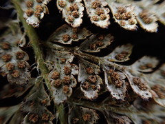 Polystichum haleakalense