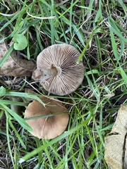 Cyclocybe erebia