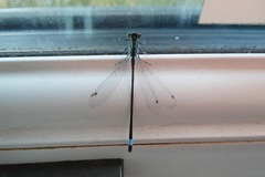 Ischnura elegans