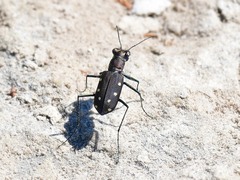 Cicindela ocellata