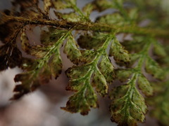 Polystichum haleakalense
