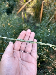 Thinopyrum intermedium