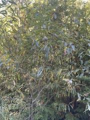 Salix eriocephala