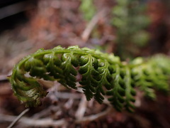 Polystichum haleakalense