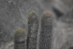 Haageocereus pseudomelanostele