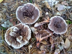 Hydnellum aurantiacum