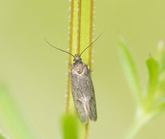 Leistomorpha brontoscopa