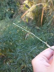 Thinopyrum intermedium