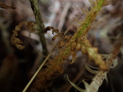 Polystichum haleakalense