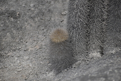 Haageocereus pseudomelanostele