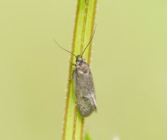 Leistomorpha brontoscopa