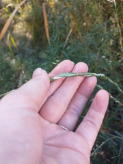 Thinopyrum intermedium