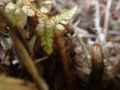 Polystichum haleakalense