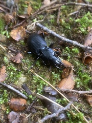 Plocamostethus planiusculus