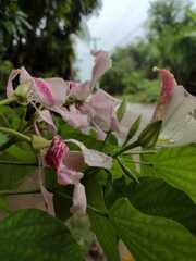 Bauhinia purpurea