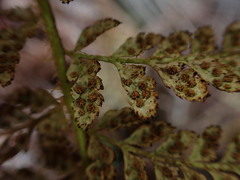 Polystichum haleakalense