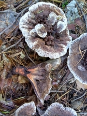 Hydnellum aurantiacum
