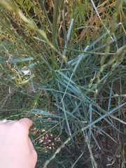 Thinopyrum intermedium